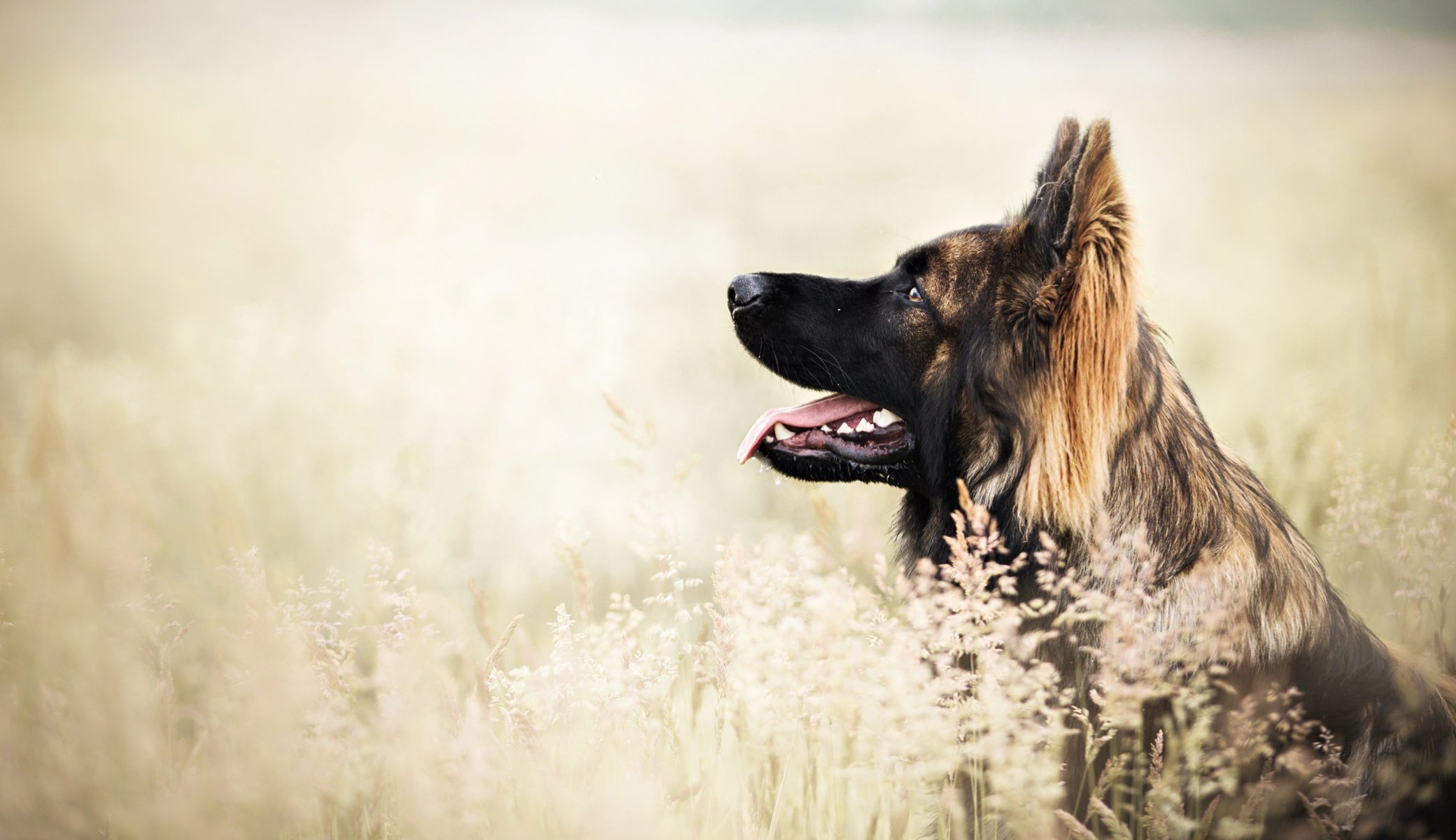 Взыскание ущерба при укусе собаки в Донецке