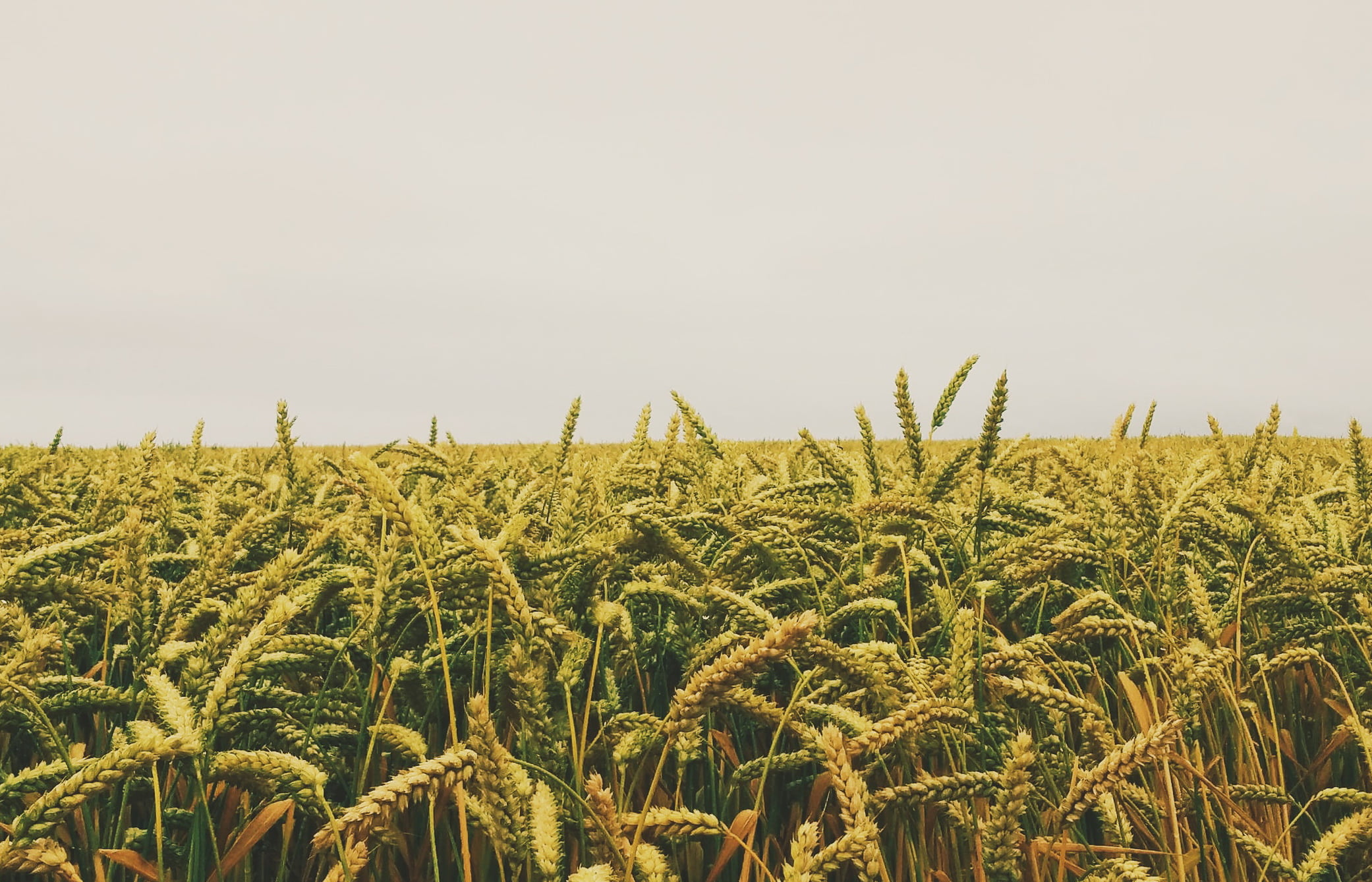 Юрист по земельным спорам в Донецке. Услуги земельного юриста.